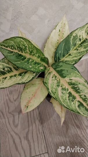 Сортовые аглаонемы