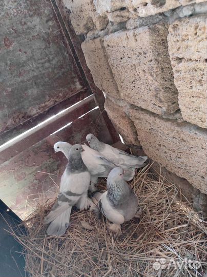 Дутыши. Касаны. Горлицы