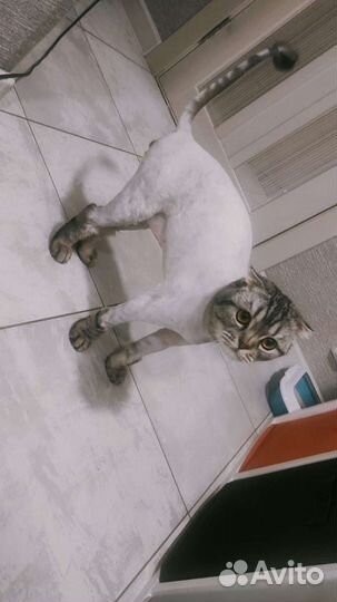 Стрижка кошек