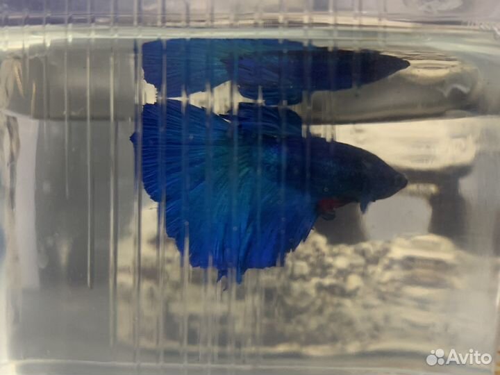 Аквариумные рыбки « Петушок»