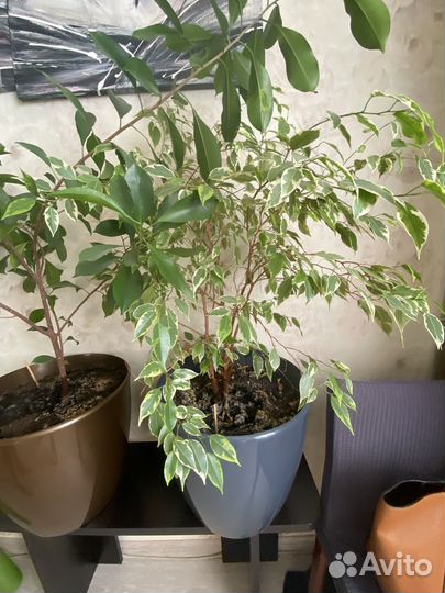 Комнатные растения большие