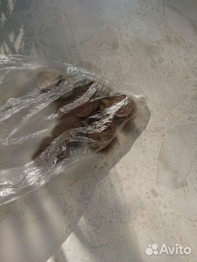 Монеты оптом