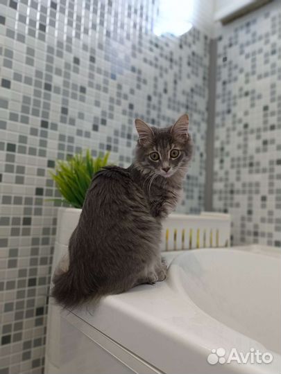 Котенок девочка бесплатно