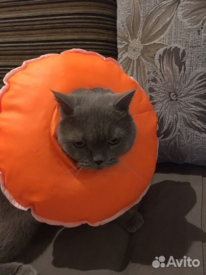 Мягкий ошейник - ограничитель для кошек