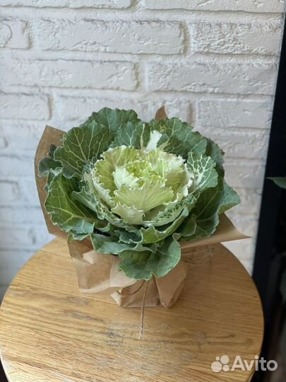 Брассика - декоративная капуста