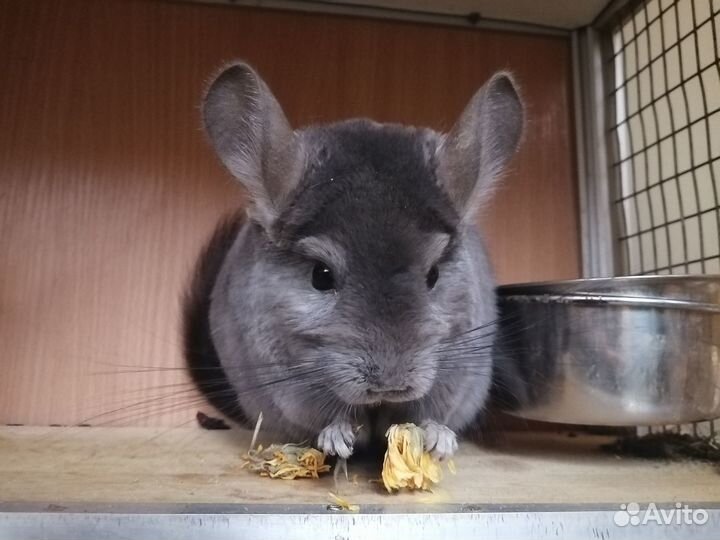 Самцы фиолет носители ангоры, фиолета и сапфира