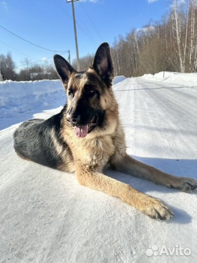 Вязка немецкая овчарка