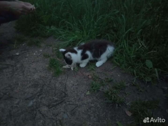 Котёнок