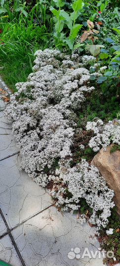 Цветы многолетник почвокровни очиток каменная роза