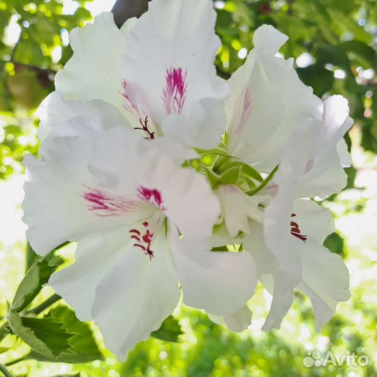 Королевская пеларгония (герань)