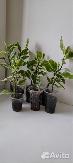 Педилантус