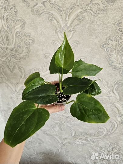 Антуриум Legansa (Леганза)