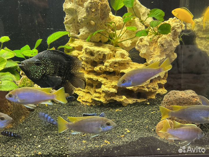 Псевдотрофеус Демасони