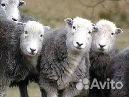 Электропастух