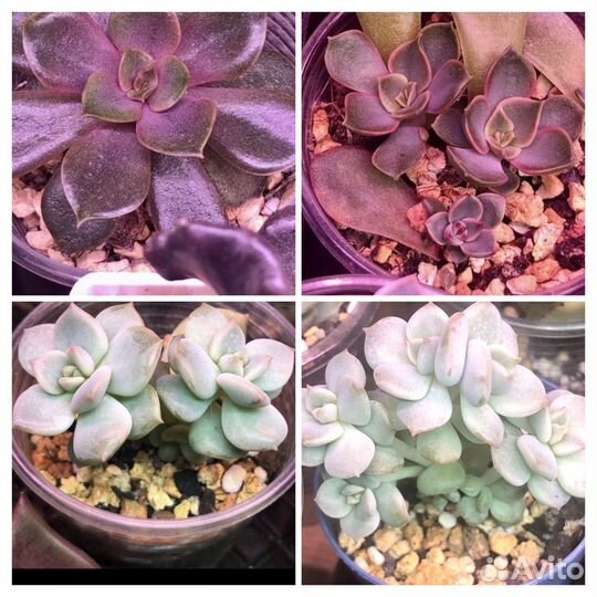 Суккуленты-2 Эхеверия Граптоверия