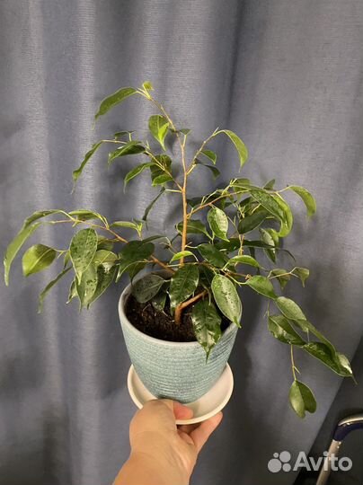 Фикус бенджамина