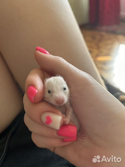 Сирийский хомяк