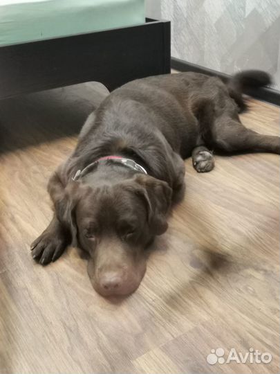 Кобель лабрадора вязка