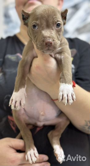 Шоколадный парень