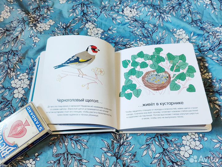 Где они живут