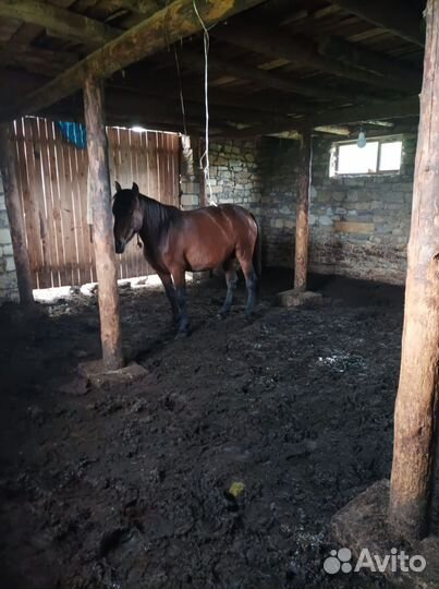 Лошади кабылы