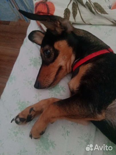 Такса бесплатно