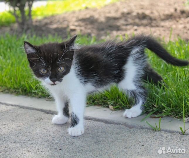 Чёрный и чёрно-белый котёнок