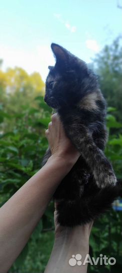 Котёнок 2 месяца девочка ищет дом