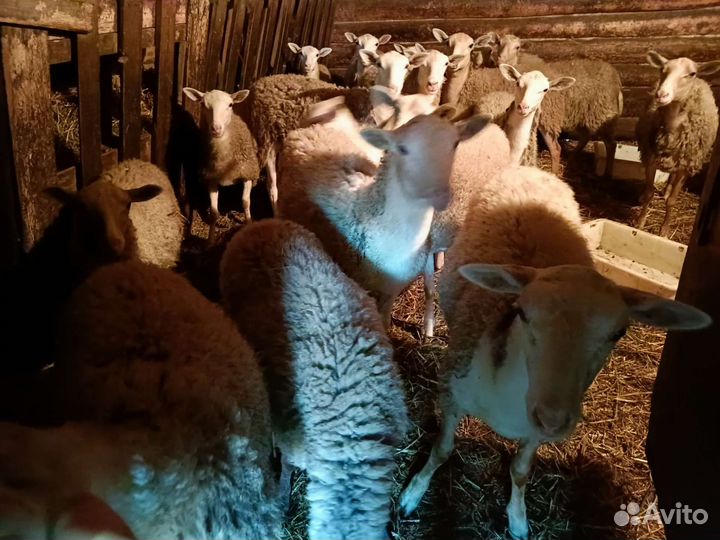 Катумские ярки бараны