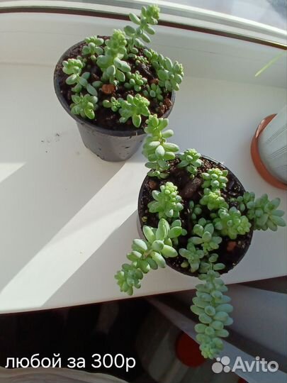 Очиток буритто