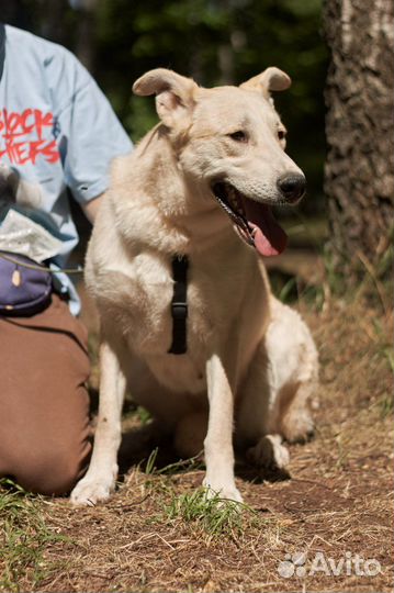 Собака ждет семью