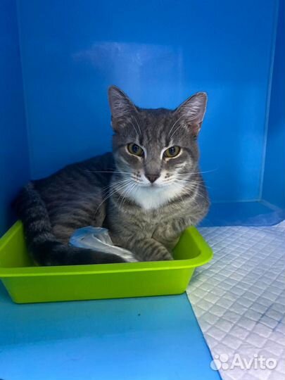 Мальчик, около 6 месяцев. Здоров