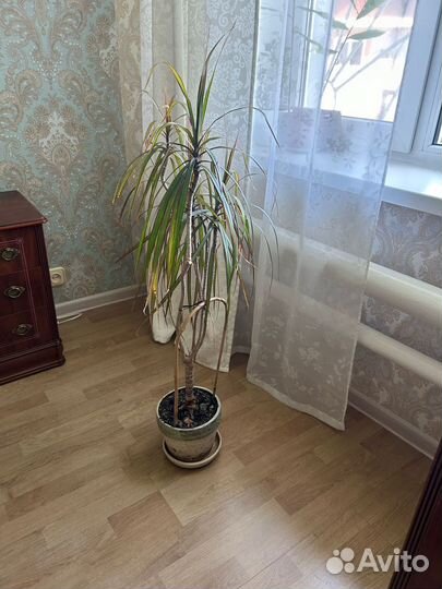 Пальма драцена