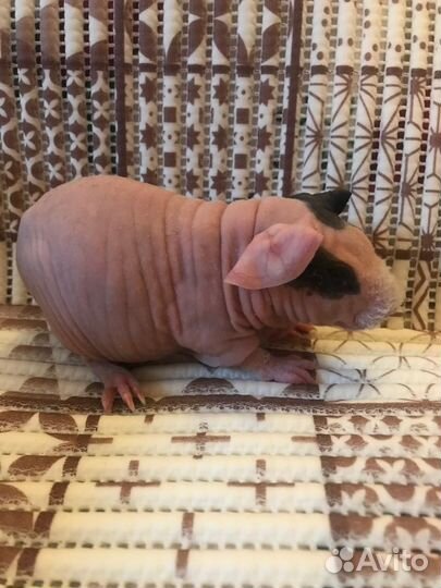 Морская свинка скинни