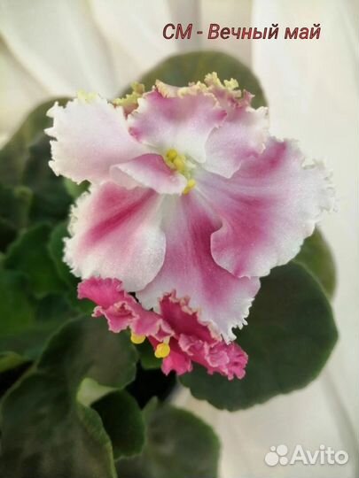 Фиалка (детки)