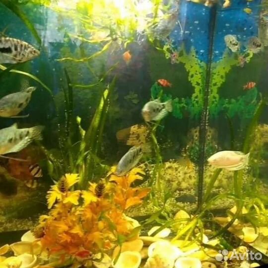 Рыбки/водоросли/улитки/аквариум 60л,тумбочка