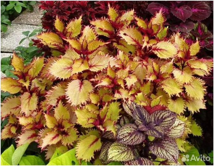 Колеусы сортовые