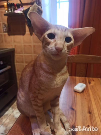 Ориентальный кот вязка