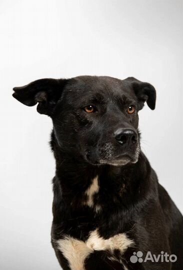 Собака бесплатно