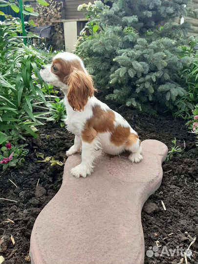 РКФ кавалер кинг чарльз дети