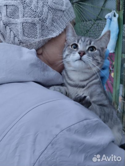 Котенок ищет дом