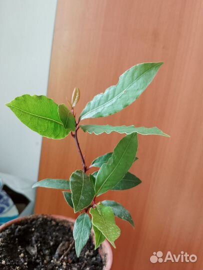 Кротон, лавровый лист, сингониум