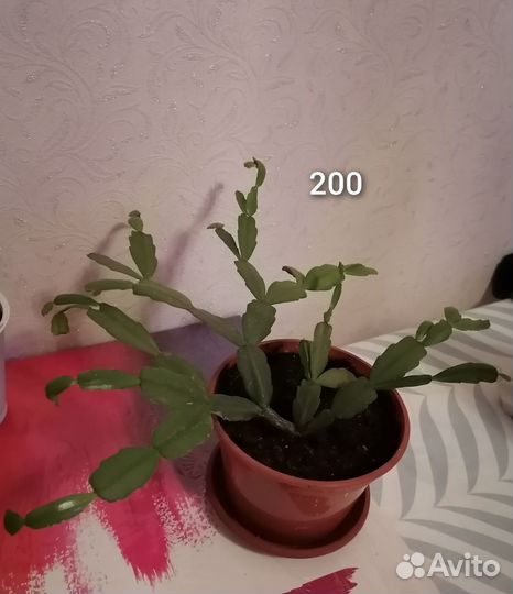 Декабристы