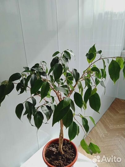 Фикус бенджамина