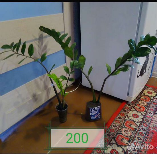 Замиокулькасы