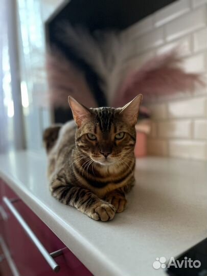 Бенгальский кот