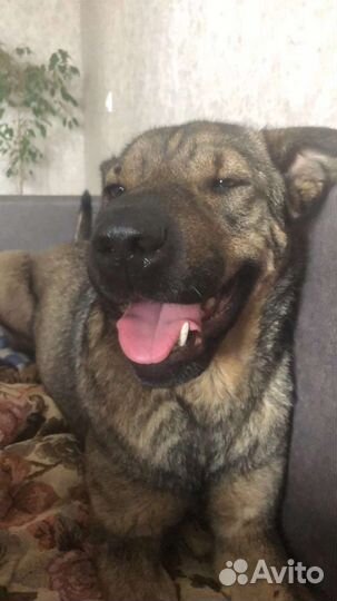 Собака бесплатно