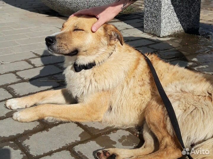 Собаки Биба и Боба в опасности