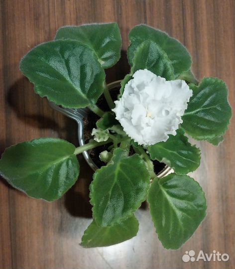 Фиалка Букет невесты на любое пожелание