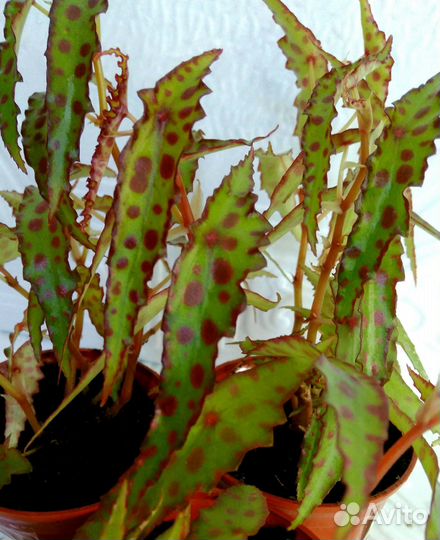 Амфиоксус мини- бегония